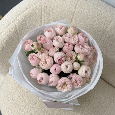 11 кущових троянд Mansfield Park